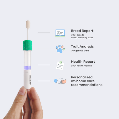 Breed + Health Dog DNA Test