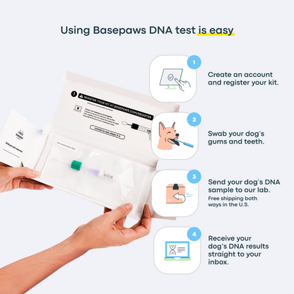 Breed + Health Dog DNA Test